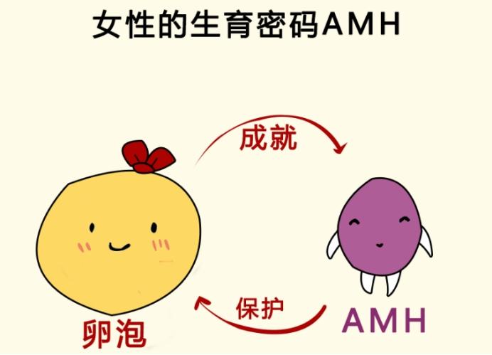 AMH 值低不是 “生育死刑”！卵巢年龄≠实际年龄，科学备孕全策略解析
