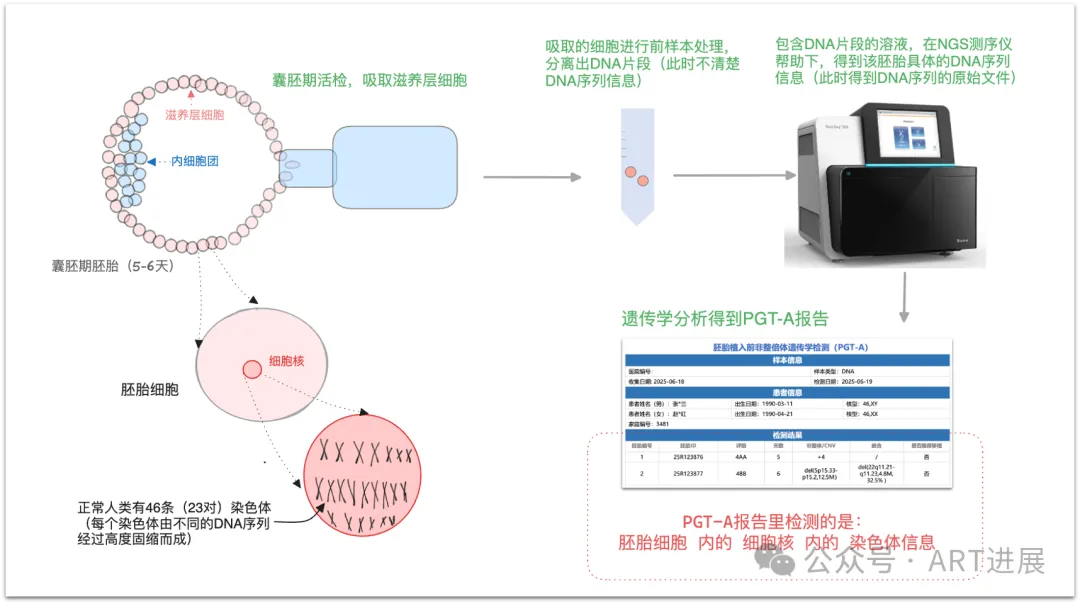 三代试管(辅助生殖) PGT-A 报告如何看？